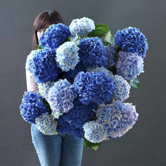 Синие и Голубые гортензии 25 шт. ― Мята